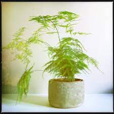 Asparagus Setaceus Commonly Known As Common Asparagus Fern Lace Fern Climbing Asparagus Or Ferny Asparagus Is A Vine Pl Asparagus Fern Plants House Plants