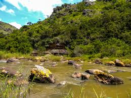 Image result for Helixanthera woodii