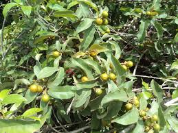 Image result for Hugonia platysepala