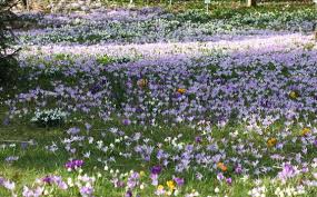 Krokuswiese Botanischer Garten Leipzig In 2020 Plants Love Flowers Crocus