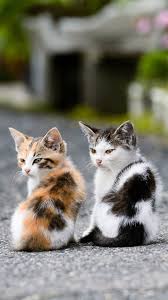 Download and use 8,000+ cat stock photos for free. Blue Wallpaper Cute Cat Novocom Top