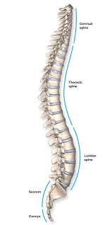 Image result for Lumbar vertebrae