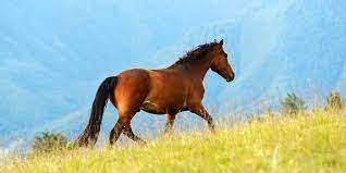 Average Lifespan Of Horses And Ponies With Chart Helpful Horse Hints