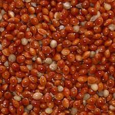 Red Millet Wild Bird Food Wild Birds Seeds