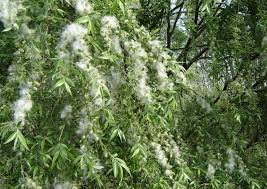 Image result for 惟解漫天作雪飛。