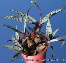 Image result for Ledebouria luteola