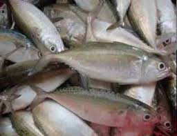 Ternyata ikan bandeng sebagai ikan laut konsumsi. Jenis Ikan Laut Konsumsi Rectangle Circle