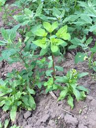 Image result for Euphorbia epicyparissias