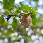 Image result for Tinnea