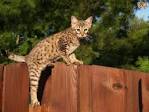 The Largest Domestic Cats | Petfinder