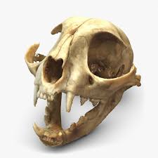 3d C Skull Scan Model Cat Skull Animal Skeletons Skull Reference