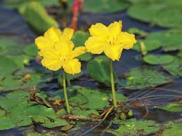 Image result for Nymphoides milnei