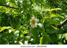 Image result for Oncoba