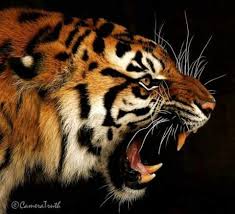خلفيات نمور واسود Wallpapers Black Tiger The Most Beautiful Tigers In The World Wallpapers Black Tigers Wallpapers Tiger Pictures Animals Animal Photography