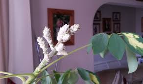 Problem is i keep seeing this sticky residue build up on. Umbrella Plant Schefflera Heptapleurum Guide Our House Plants