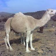 • a holiday is a chance to do new activities and try out new hobbies. Pdf A Unique And Fascinating Creature The Camel