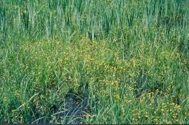 Image result for Ranunculus oreophytus