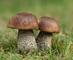 Epingle Sur Paddenstoelen