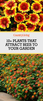 With these, you'll be able to add interest and color to any. Plants That Attract Bees Pollinator Garden