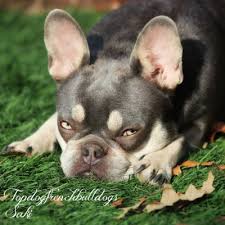 Please let us know in the comments if you have ever purchased a french bulldog from any of the above breeders in me. French Bulldog Puppies For Sale Frenchie Puppy Topdogfrenchbulldogs
