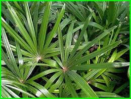 Berdasarkan jenisnya tanaman hias dapat dibagi menjadi tanaman hias batang, daun, bunga nama latin dari tanaman ini adalah cactaceae, tanaman ini sudah banyak dimanfatkan sebagai itulah tanaman hias batang beserta nama latinnya yang cocok untuk mengisi lahan kosong pekarangan. 42 Nama Tanaman Hias Daun Nama Latin Dan Gambarnya Hewata Com