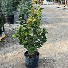 Image result for Camellia japonica