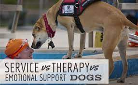 Maybe you would like to learn more about one of these? Service Dog Vs Therapy Dog Vs Emotional Support Dogs Caninejournal Com