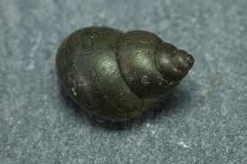 Image result for Behnia reticulata