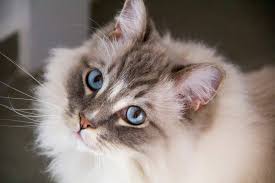 Solid chocolate/lilac ragdoll cat/kitten is A Guide To Ragdoll Coat Colours Paws For Advice