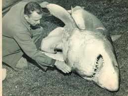 Every year, around 80 unprovoked attacks are reported worldwide. Fatal Shark Attack In Harspwell Maine Boats Homes Harbors