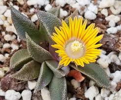 Image result for Nananthus