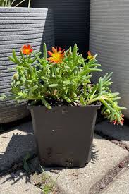 Image result for Delosperma mahonii