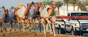 Many people from all around the world come to watch the camel racing dubai. Guide To Camel Racing In Dubai What S On