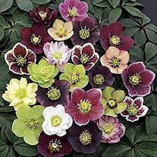 I first heard of hellebores perennial several years ago when i spent a season trying to grow some uncommon plants from seed. Amazon Com 3 Containers Of Mixed Lenten Rose Hellebore In 2 5 Inch Pots Great For Fall Planting Garden Outdoor
