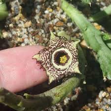 Image result for Orbea paradoxa