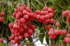 Check spelling or type a new query. Where Do Lychees Grow All The Facts