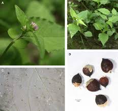 Image result for Persicaria nepalensis