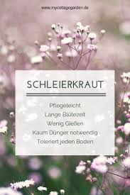 Romantik Pur Fur Den Garten Das Kriechende Schleierkraut Romantic Garden Easy Care Plants Gypsophila