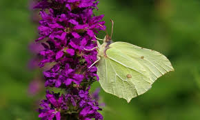 What kind of flowers do butterflies like. Butterfly Friendly Plants The Best 10 Gardender