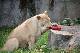 Nature is badass, in case you didn't know. Zoo Animals Treated To Flavored Ice And Frozen Meat To Keep Cool Pattaya Mail