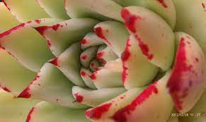 Central coast cactus and succulent society meetings are held the second sunday of every month at 2:00 pm. Los Angeles Cactus And Succulent Society Official Fb Site Home Facebook