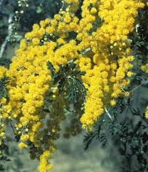 Image result for Acacia fleckii