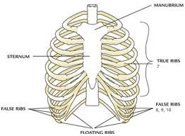 Check spelling or type a new query. Course Environmental Science Class 5 Topic Bones And Muscles