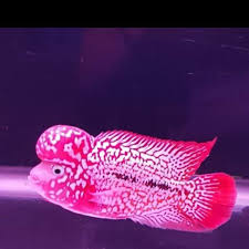 ∙ promo pengguna baru ∙ kurir instan ∙ bebas lengkapi kebutuhan aneka kebutuhan peliharaan kamu dengan produk aquarium louhan berkualitas agar memberikan hasil maksimal & terbaik untuk. Tips Memilih Aquarium Ikan Louhan Dan Cara Memeliharanya