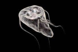 Can i get rid of pests on my own? Natural Giardia Treatment 18 Tips To Rid The Body Of Parasites