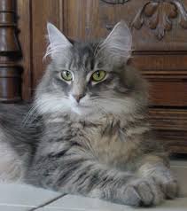 Grey Tabby Norwegian Forest Cat Amina Razzane Norwegian Forest Cat Forest Cat Tabby Cat