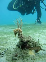 10 Things You Never Knew About Seahorses Beautiful Sea Creatures Seahorse Ocean Life