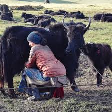 Yak Butter Tea Is A Traditional Tibetan Drink With A Practical Purpose Eater