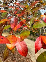 Image result for Nyssa sylvatica