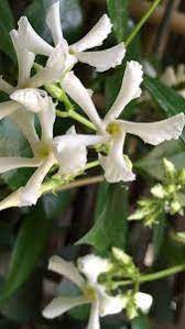 Jasmine flowers for sale in uk. Trachelospermum Jasminoides Star Jasmine Evergreen Jasmine Uk